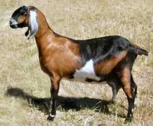 Anglo-Nubian goat ANGLONUBIAN GOATS