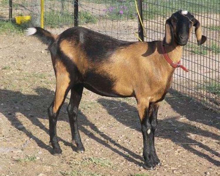 Anglo-Nubian goat wwwroysfarmcomwpcontentuploads201403Anglo
