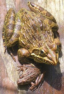 Angola river frog httpsuploadwikimediaorgwikipediacommonsthu