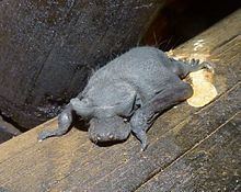 Angolan free-tailed bat httpsuploadwikimediaorgwikipediacommonsthu