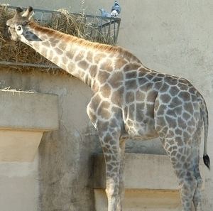 Angolan giraffe Angolan Giraffe