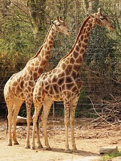 Angolan giraffe wwwzootierlistedeimagedb1160601a56c3e82Angol