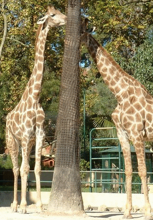 Angolan giraffe Angolan Giraffe