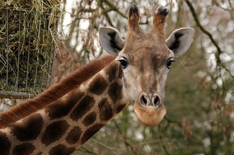 Angolan giraffe Angolan giraffe ZooChat