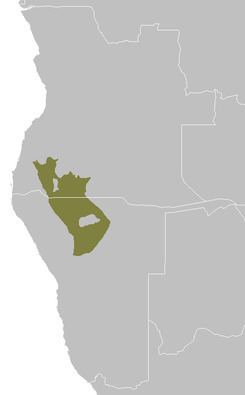 Angolan mopane woodlands httpsuploadwikimediaorgwikipediacommonsthu