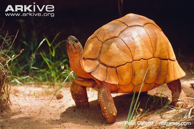 Angonoka tortoise Ploughshare tortoise photo Astrochelys yniphora G8873 ARKive