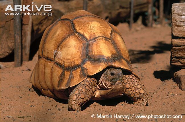 Angonoka tortoise Ploughshare tortoise photo Astrochelys yniphora G9464 ARKive