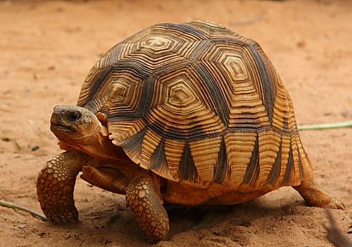 Angonoka Tortoise - Alchetron, The Free Social Encyclopedia