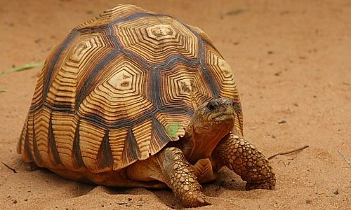 Angonoka tortoise Madagascar Conservation The Angonoka Tortoise