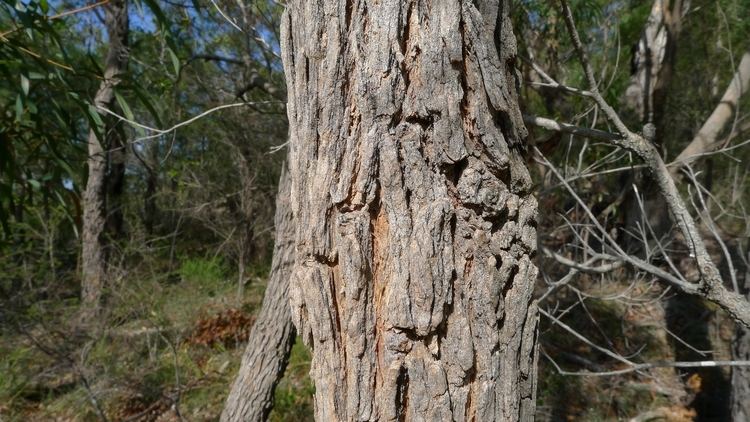 Angophora bakeri FileAngophora bakeri bark 11463801376jpg Wikimedia Commons
