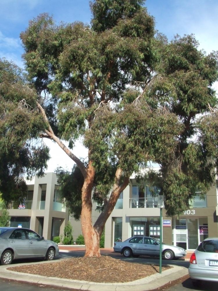 Angophora costata Arbornet Quality Advanced Trees