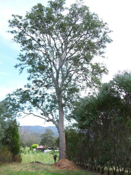 Angophora floribunda Tree Register National Register of Big Trees