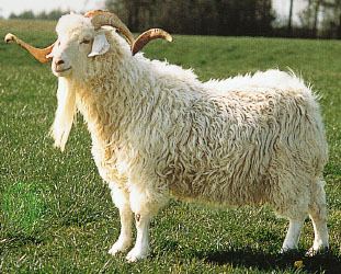 Angora goat Angora goat breed of goat Britannicacom