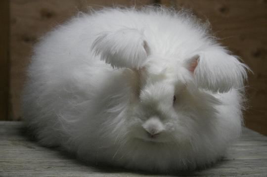 Angora rabbit What breed Angora rabbit is right for you