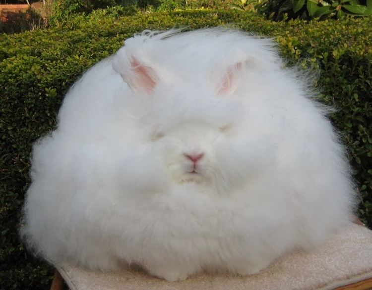 Angora rabbit Angora Rabbit The World39s Fluffiest Bunny Amusing Planet