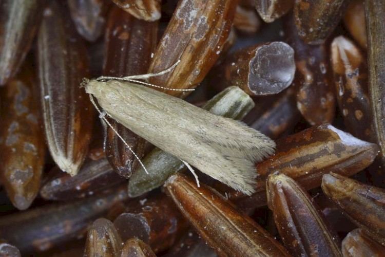 Angoumois grain moth Angoumois Grain Moth Sitotroga cerealella UKMoths