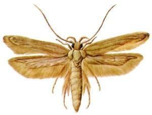 Angoumois grain moth Insect Pests of Stored Grain Angoumois Grain Moth Entomology