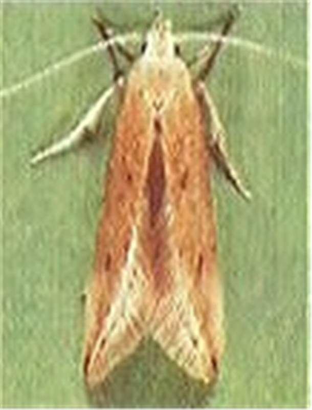 Angoumois grain moth Factsheet Sitotroga cerealella Olivier 1789 Angoumois Grain Moth