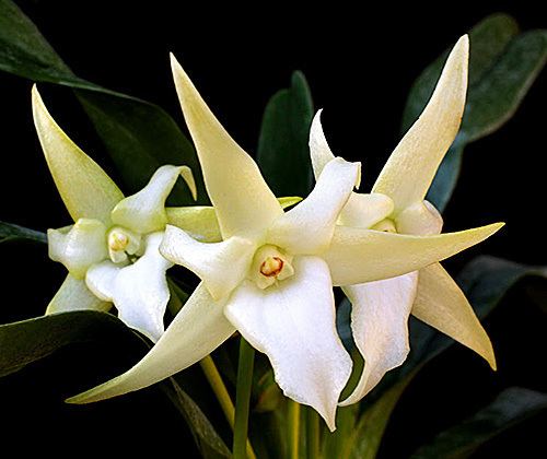 Angraecum Angraecum Orchid Species