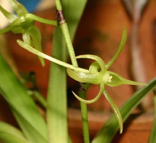 Angraecum calceolus wwworchidspeciescomorphotdirangraecalceolarisjpg