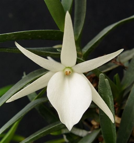 Angraecum didieri Angraecum didieri presented by Orchids Limited