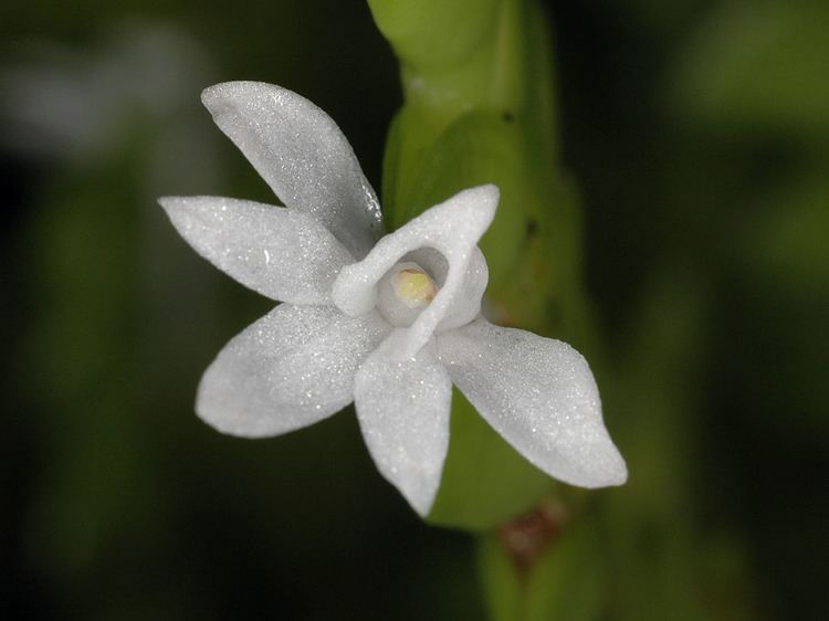 Angraecum distichum IOSPE PHOTOS