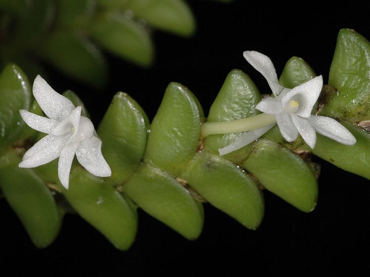 Angraecum distichum IOSPE PHOTOS