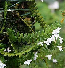 Angraecum distichum httpsuploadwikimediaorgwikipediacommonsthu