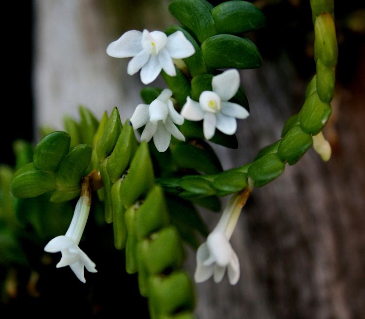 Angraecum distichum Angraecums Angraecum distichum