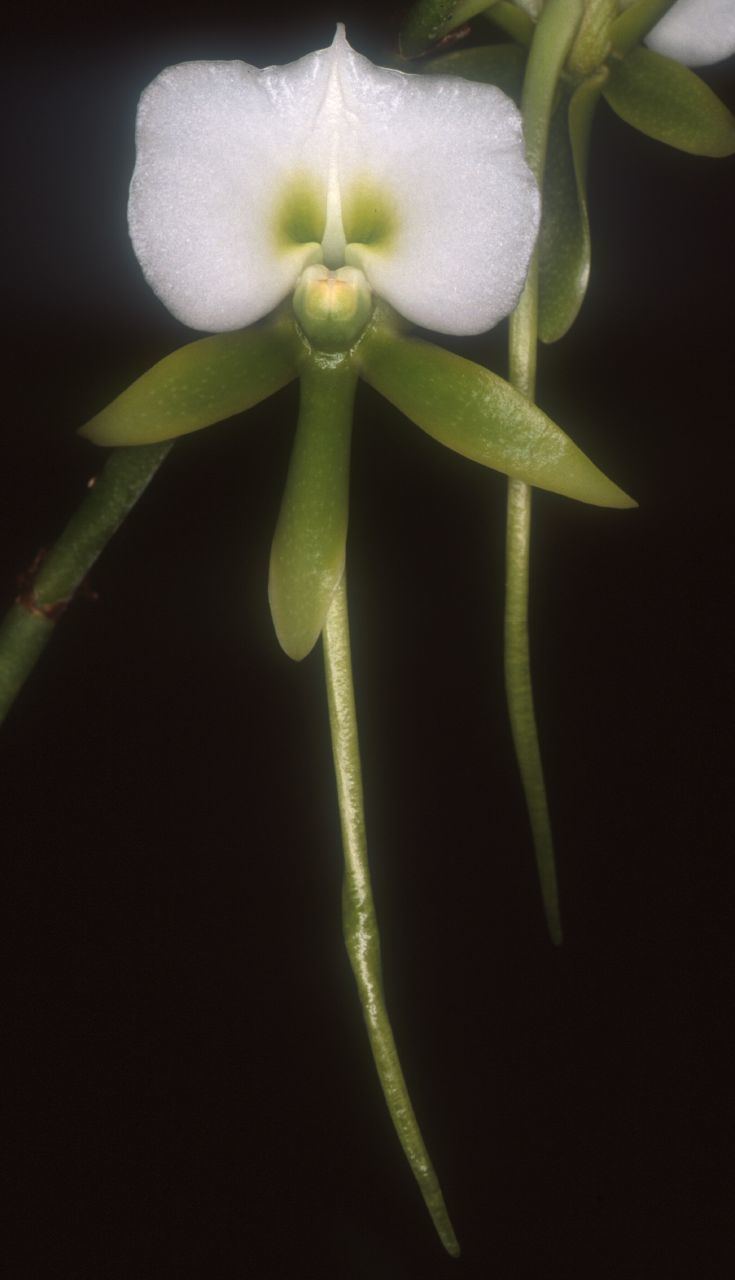 Angraecum eburneum wwworchidspeciescomorphotdirangeburneumjpg