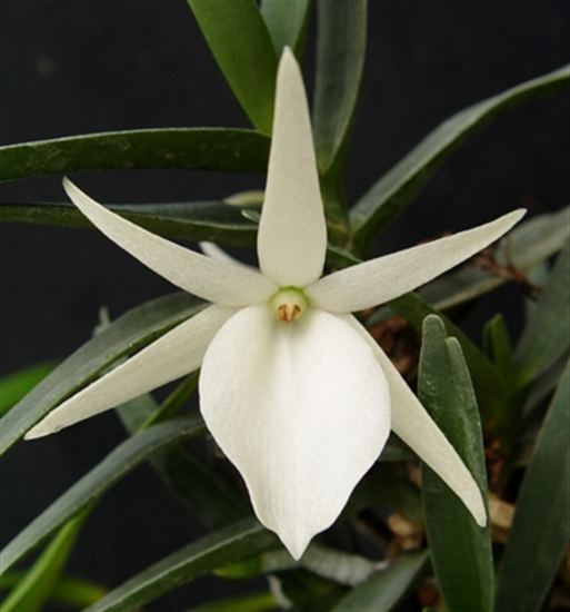 Angraecum Angraecum didieri presented by Orchids Limited
