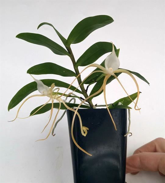 Angraecum germinyanum Angraecum germinyanum presented by Orchids Limited