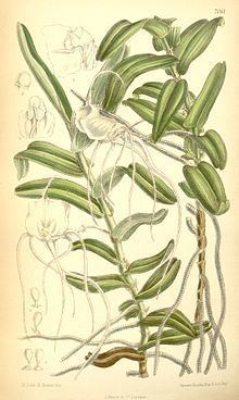 Angraecum germinyanum httpsuploadwikimediaorgwikipediacommonsthu
