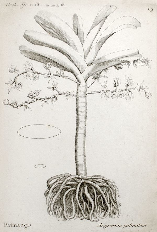Angraecum palmiforme wwworchidspeciescomorphotdirangpalmiformejpg
