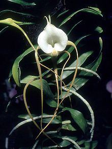 Angraecum ramosum httpsuploadwikimediaorgwikipediacommonsthu