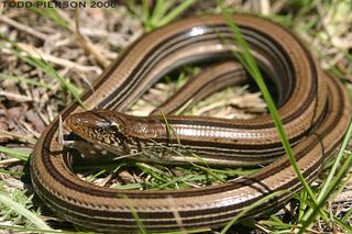 Anguidae Anguidae Glass Lizards Discover Life