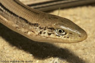 Anguidae Anguidae Glass Lizards Discover Life