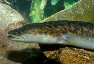 Anguillidae Anguillidae Freshwater Eels Discover Life