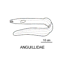 Anguillidae fishesofaustralianetauimagesfamilyanguillidaegif