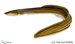 Anguillidae Anguillidae freshwater eels Wildlife Journal Junior