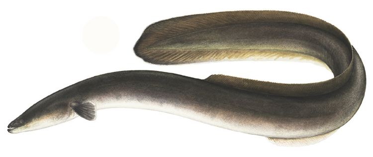 Anguillidae Anguillidae freshwater eels Wildlife Journal Junior
