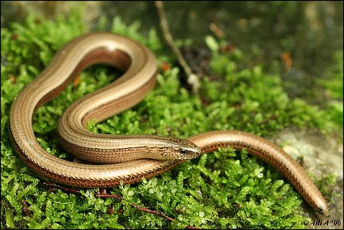 Anguis fragilis Anguis fragilis II Slow worm Anguis fragilis in Thayatal Flickr