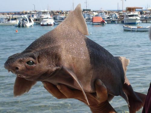 Angular roughshark An Odd Looking Shark Angular Roughshark