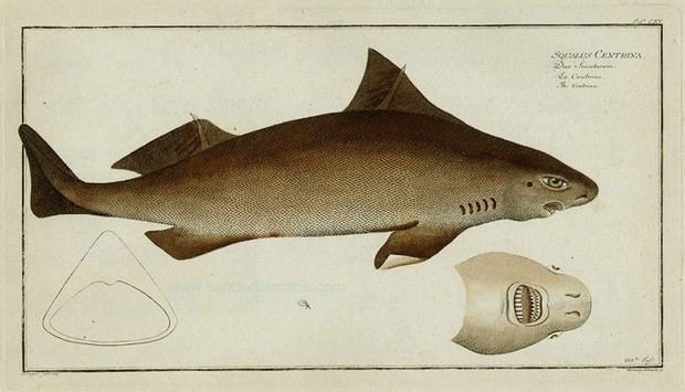 Angular roughshark Shark Week The Angular Roughshark Album on Imgur
