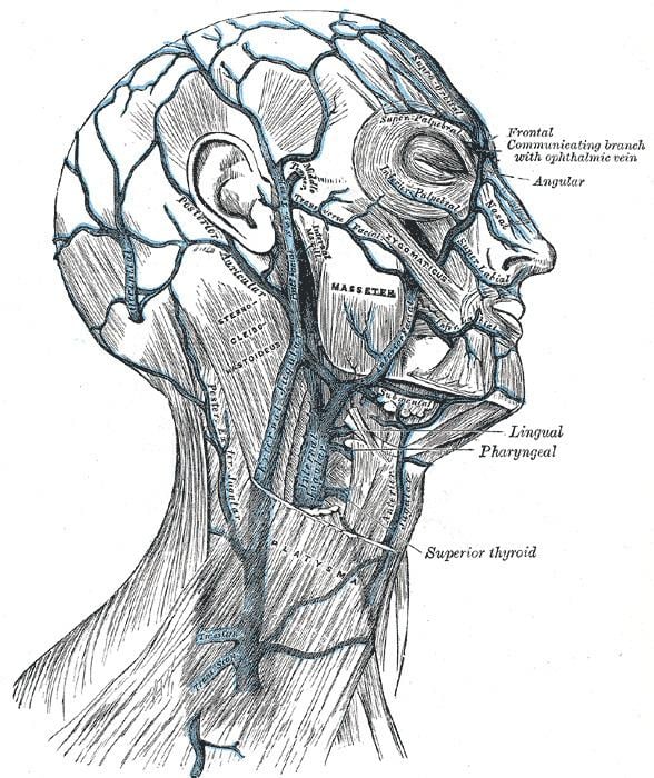 Angular vein