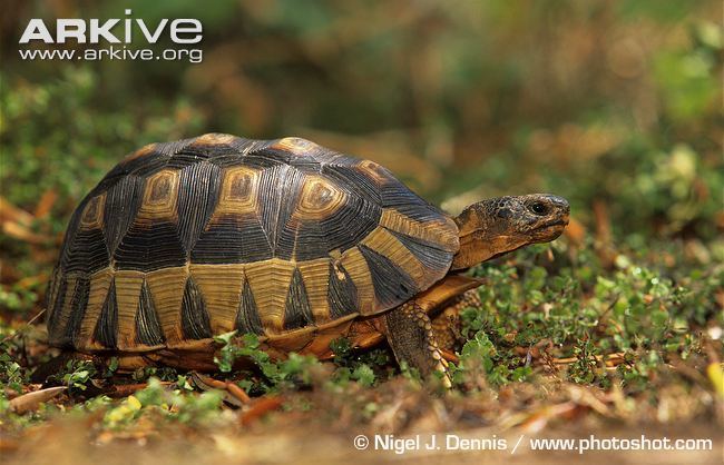 Angulate tortoise Angulate tortoise videos photos and facts Chersina angulata ARKive