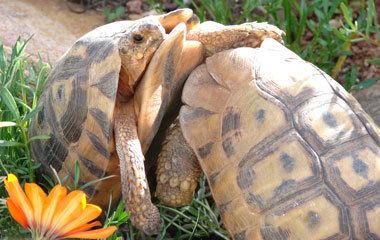 Angulate tortoise Angulate Tortoise SANBI
