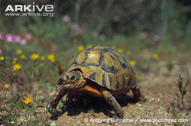 Angulate tortoise Angulate tortoise photo Chersina angulata G34542 ARKive