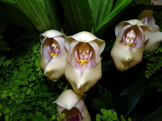Anguloa uniflora 1000 images about Anguloa on Pinterest Flower The orchid