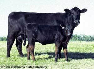 Angus cattle Breeds of Livestock Angus Cattle Breeds of Livestock Department